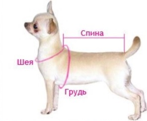 как измерить собаку.jpg